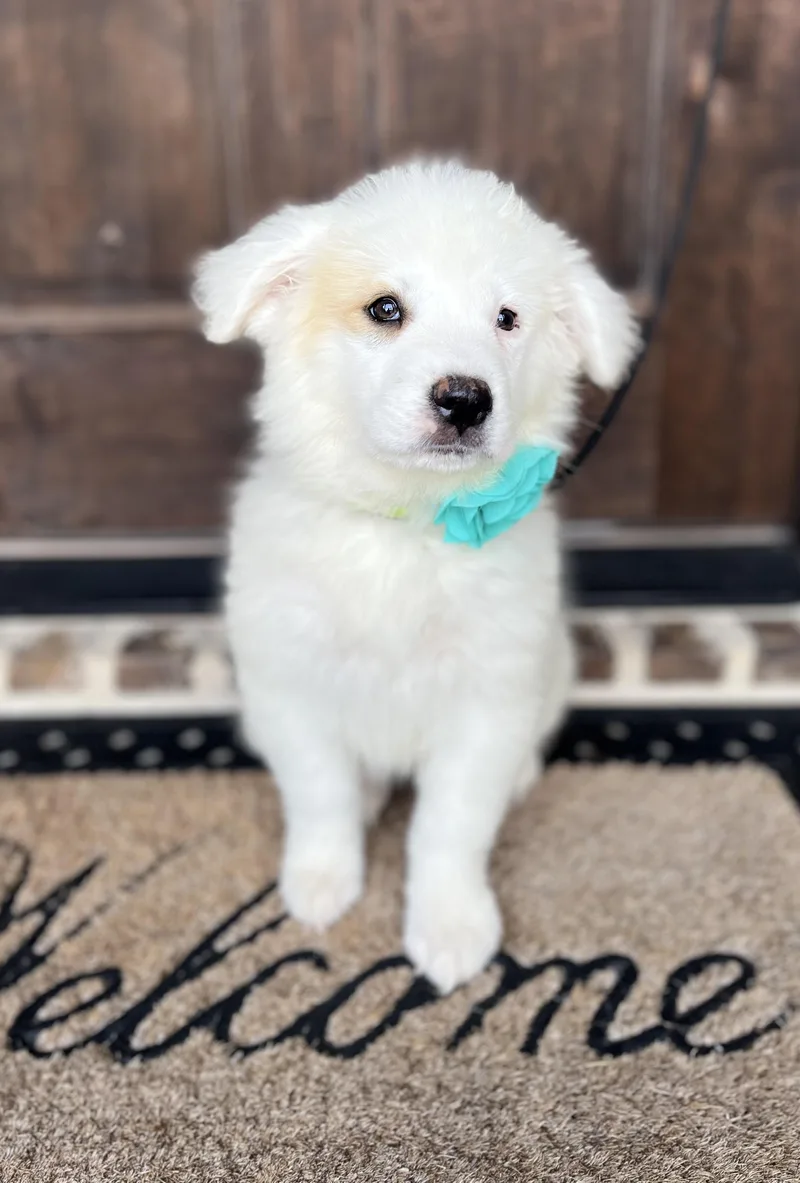 Dandelion thumbnail 2