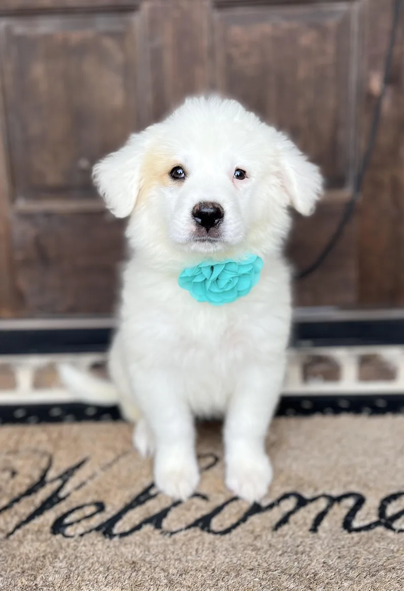 Dandelion thumbnail 3