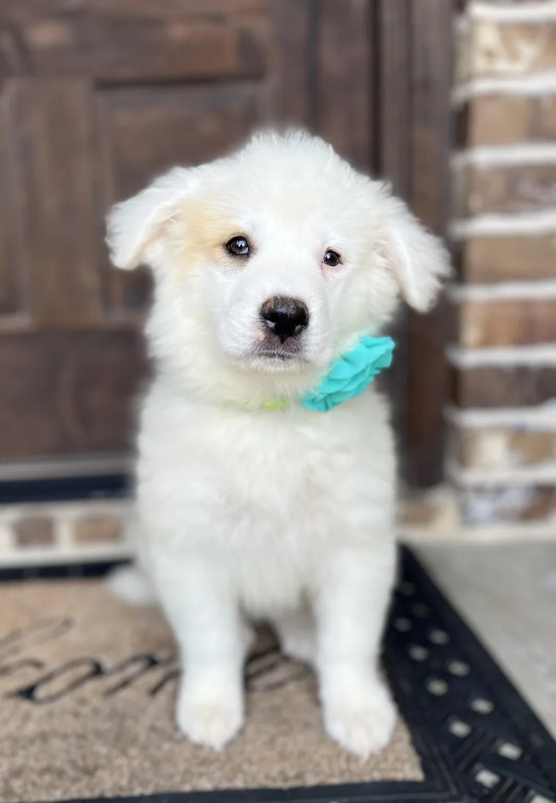 Dandelion thumbnail 4