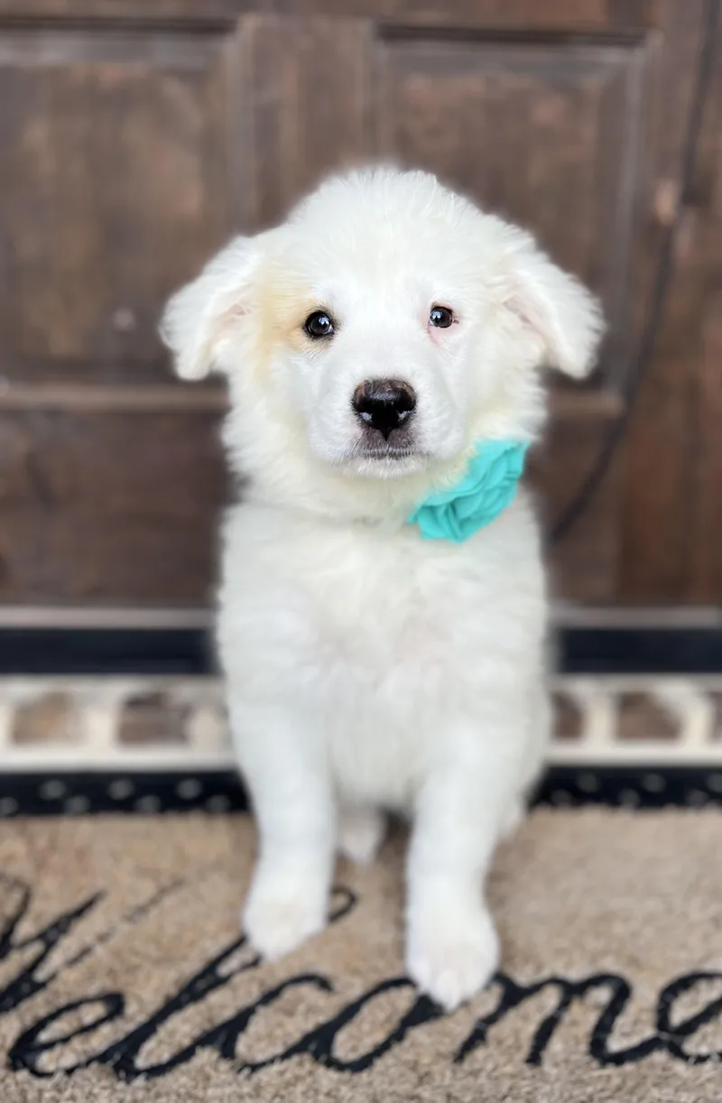 Dandelion thumbnail 5