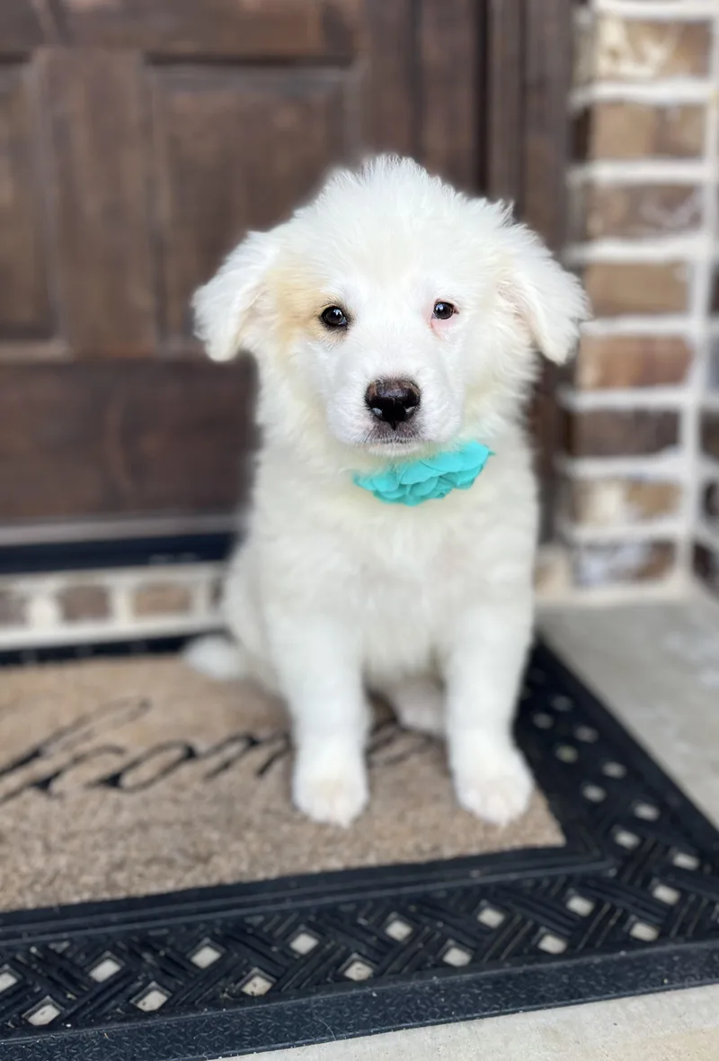A baby medium-sized female Australian Shepherd dog named Dandelion for adoption in University Place, WA