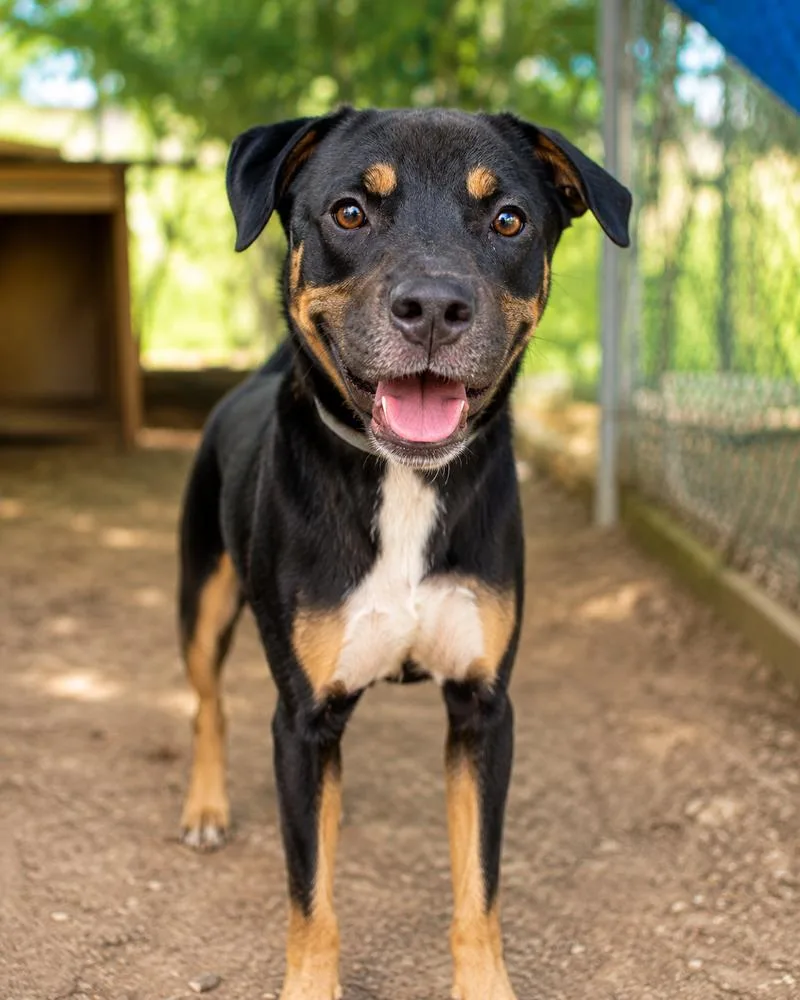A young small-sized male Tricolor (Brown, Black, & White) Retriever dog named Fatboy for adoption in North Reading, MA
