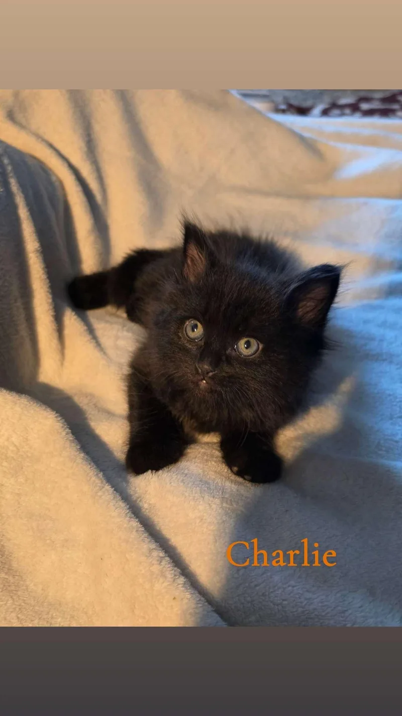 A baby medium-sized male Black Domestic Medium Hair cat named Charlie for adoption in Medinah, IL