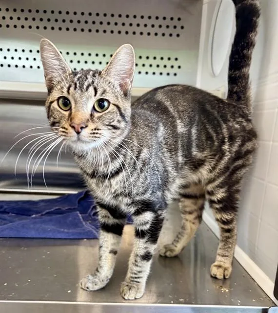 A young medium-sized male Domestic Short Hair cat named Qb for adoption in Kalamazoo, MI