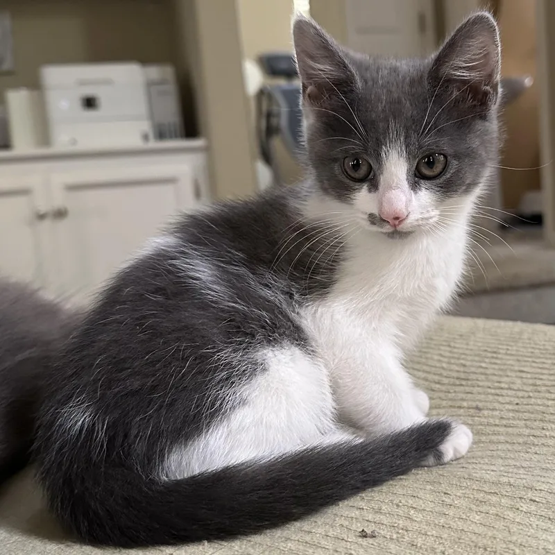 A baby medium-sized female Gray & White Domestic Medium Hair cat named Judy for adoption in Sacramento, CA