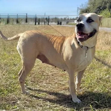 An adult medium-sized female White / Cream Mixed Breed dog named Wynn for adoption in Houston, TX