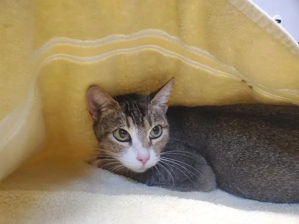 An adult small-sized female Domestic Short Hair cat named Gemma for adoption in Oceanside, CA