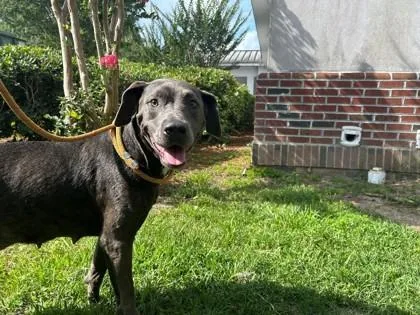 An adult medium-sized female Mixed Breed dog named Chloe for adoption in Savannah, GA