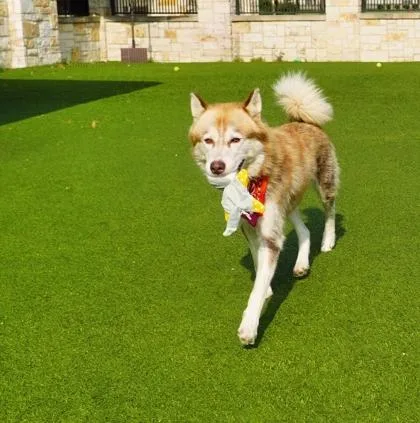 Nala thumbnail 3