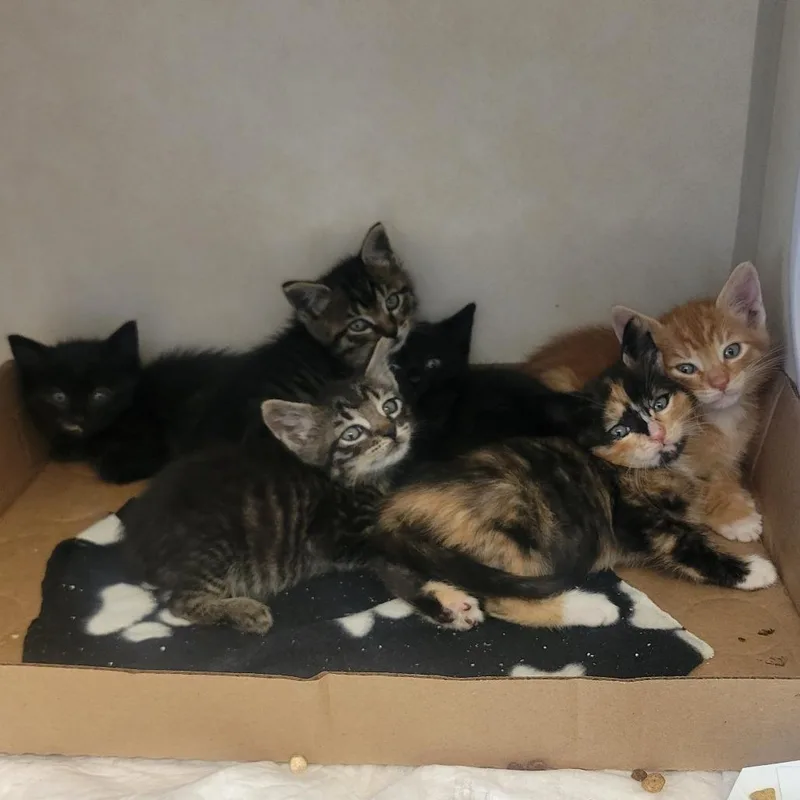 A baby small-sized male Orange / Red Domestic Short Hair cat named Admiral Fluffnstuff for adoption in Westminster, CA
