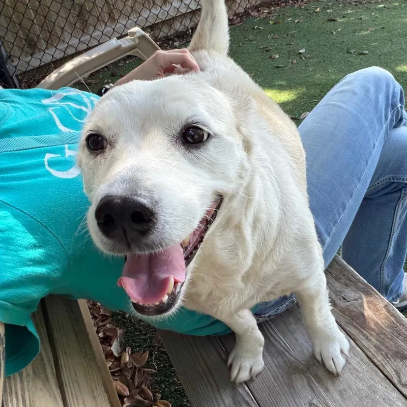 An adult medium-sized female White / Cream Dutch Shepherd dog named Willow for adoption in Lakeland, FL