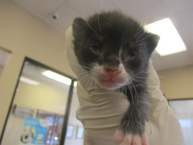 A baby small-sized male Domestic Short Hair cat named Felix for adoption in Ocala, FL