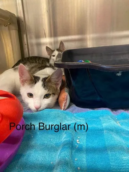 A baby small-sized male Domestic Short Hair cat named Porch Burglar for adoption in Hobart, IN