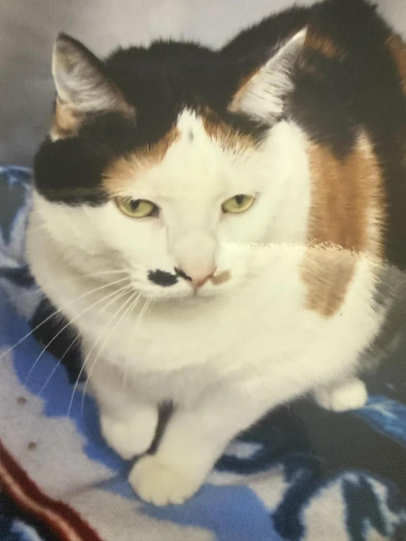 A senior large-sized female Calico cat named Gwenivere for adoption in Windom, MN