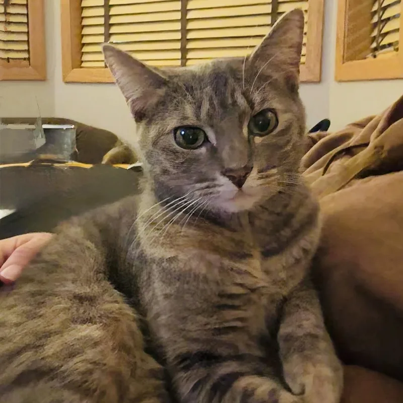 An adult small-sized female Gray / Blue / Silver Domestic Short Hair cat named Miso C for adoption in Princeton, MN