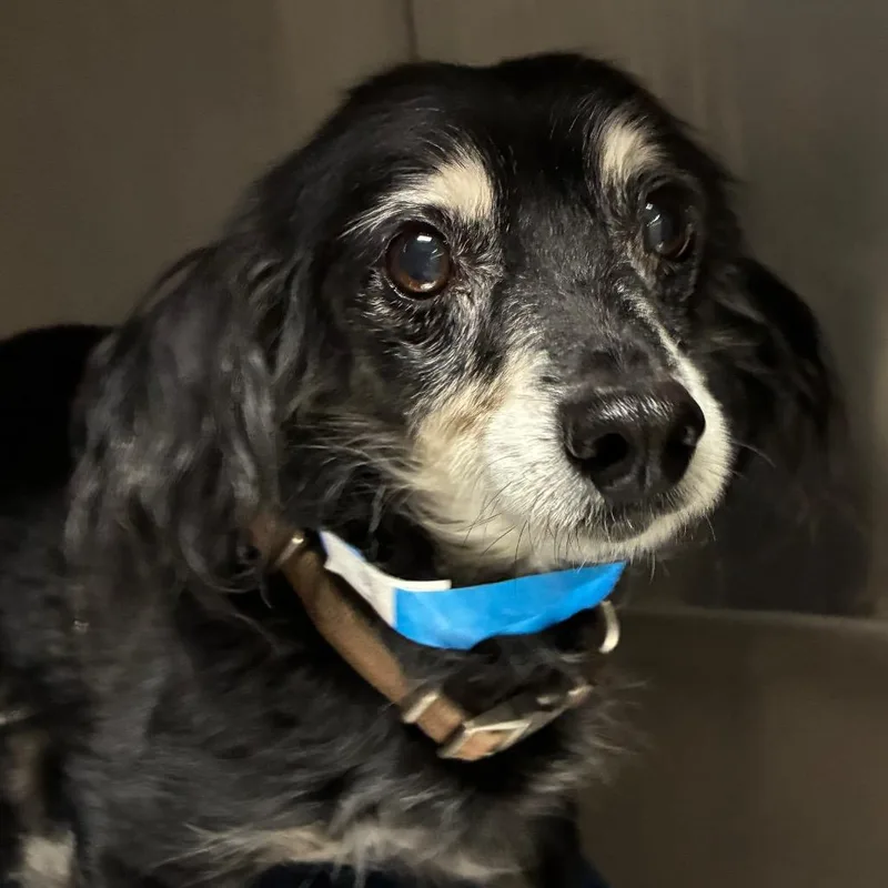 An adult small-sized male Black Dachshund dog named Jimmy Dean for adoption in Yuma, AZ