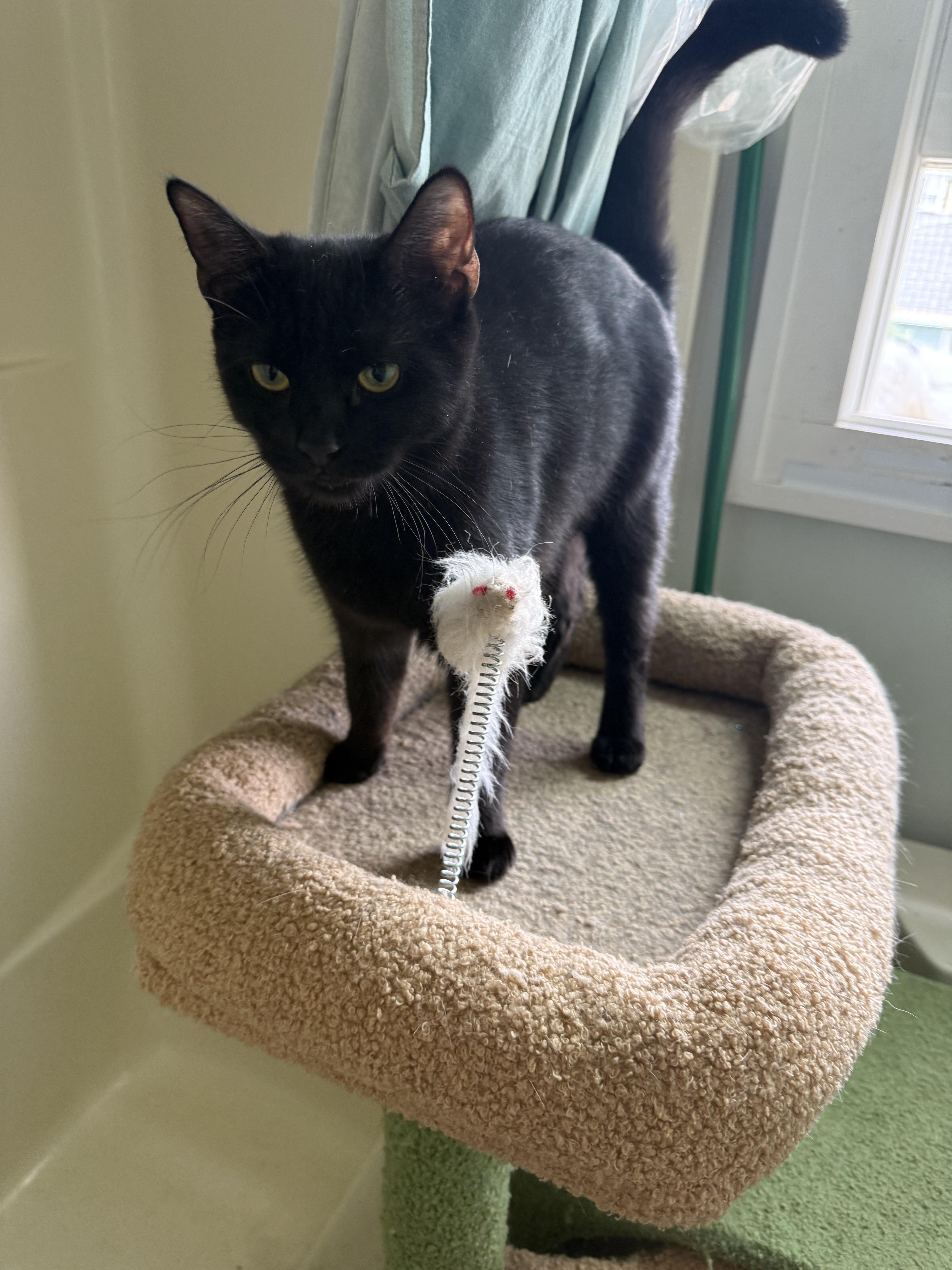 An adult medium-sized female American Shorthair cat named Alani for adoption in Newark, NJ