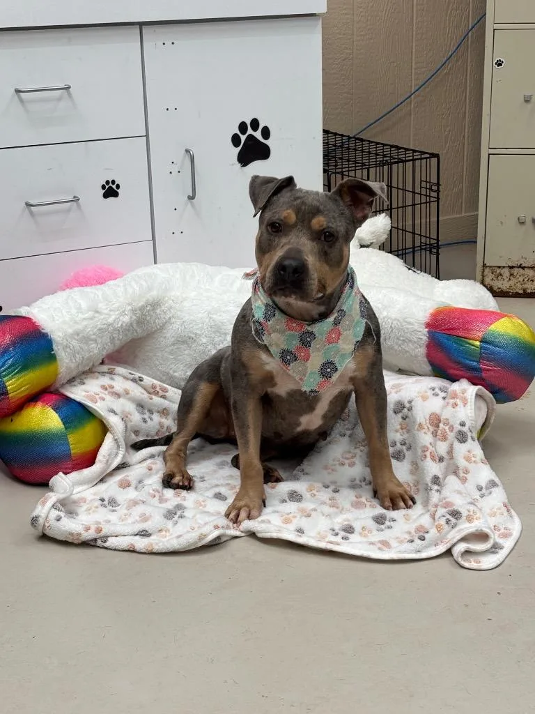A young medium-sized female Hound dog named Azalea for adoption in Findlay, OH