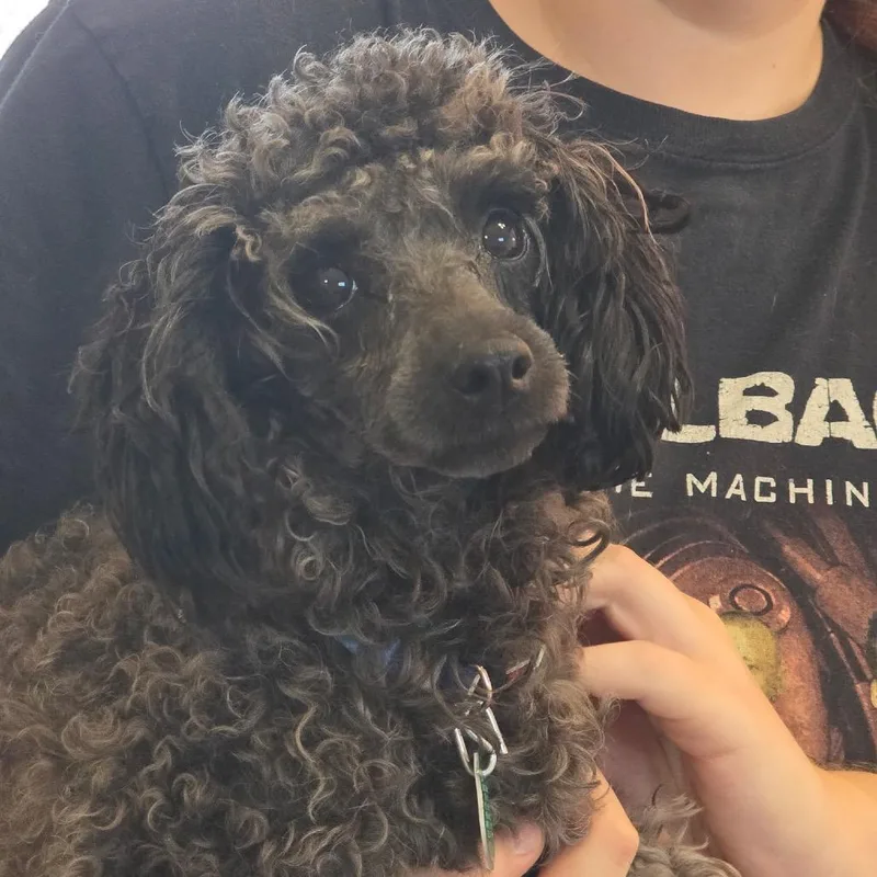 An adult small-sized male Black Miniature Poodle dog named Pierre for adoption in Oxford, ME