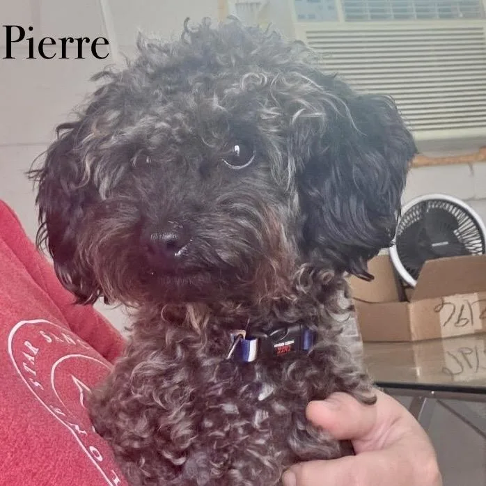 Pierre thumbnail 3