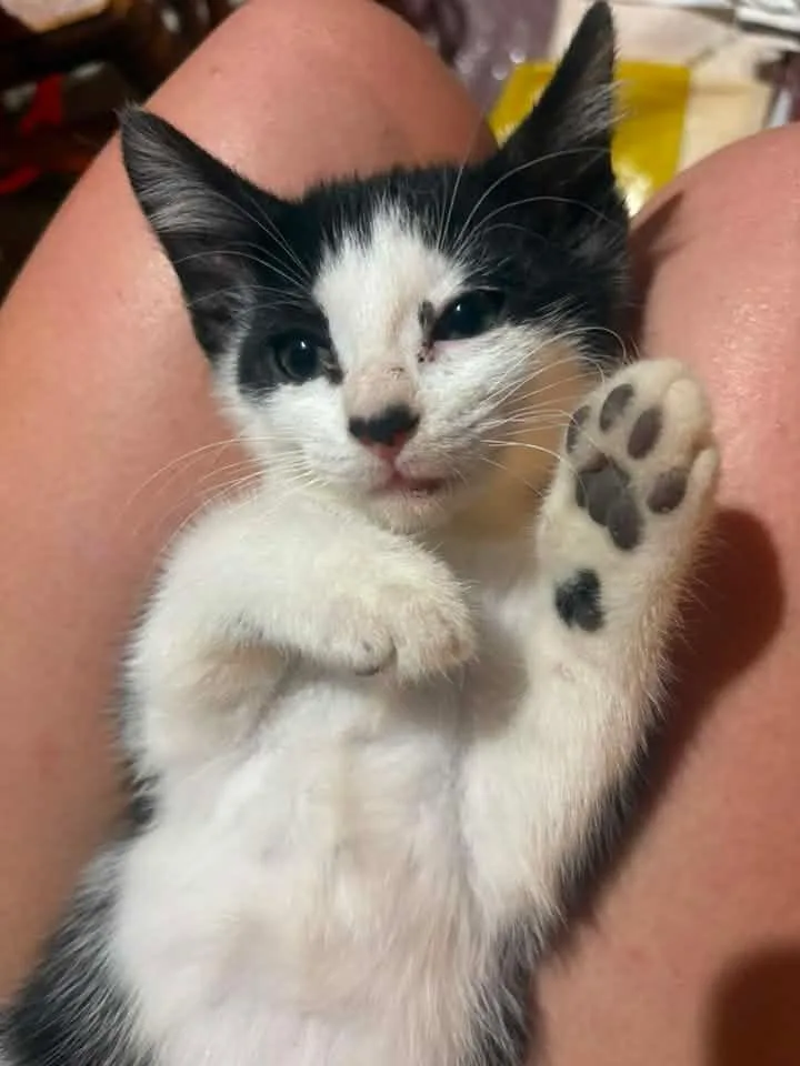 A young medium-sized female Black Domestic Short Hair cat named Roo for adoption in Manhattan, KS