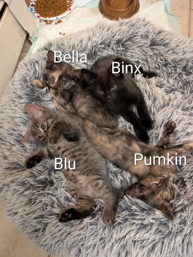 A baby small-sized female Domestic Short Hair cat named Pumpkin for adoption in LIberty, NY