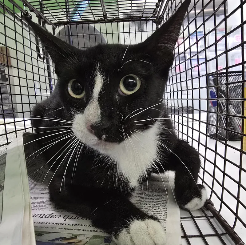 A young medium-sized male Domestic Short Hair cat named Pietro for adoption in Los Angeles, CA