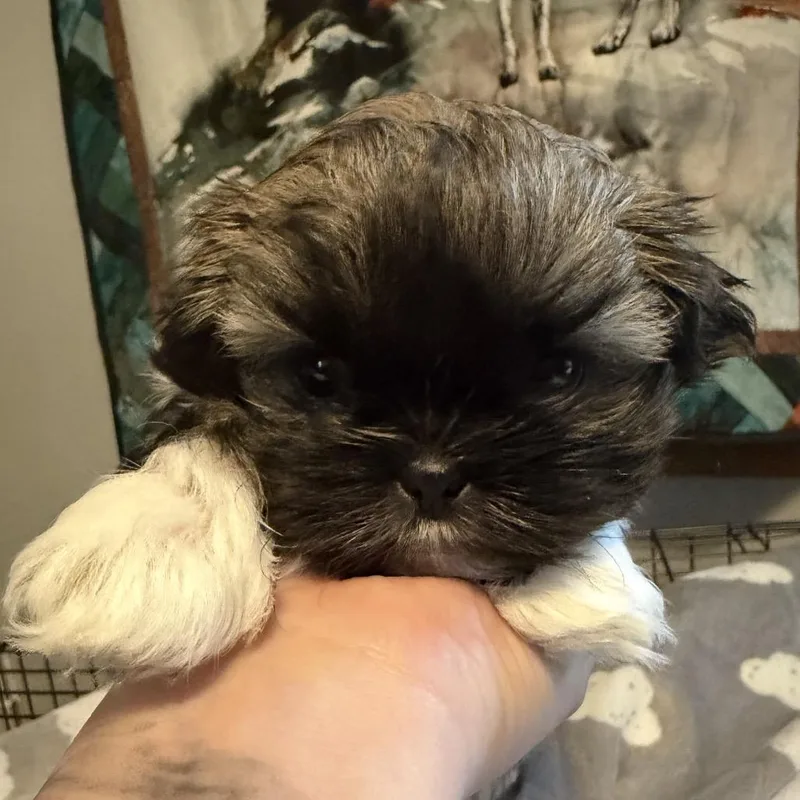 A baby small-sized male Black Shih Tzu dog named Dean for adoption in Brainerd, MN