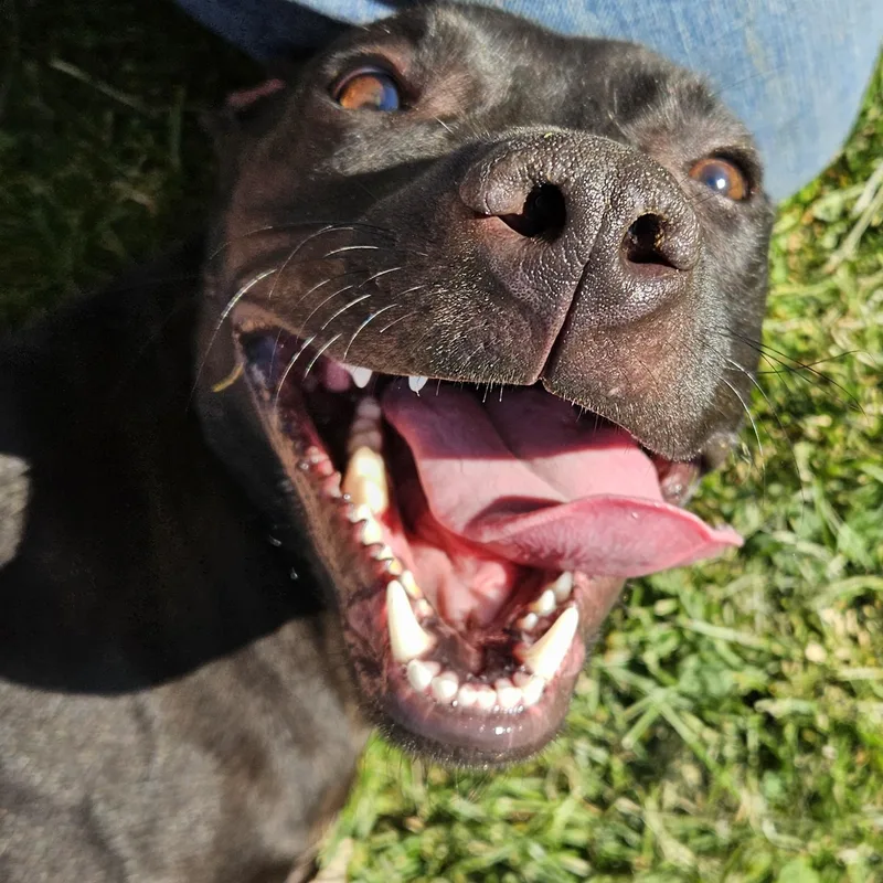 A young medium-sized female Black Italian Greyhound dog named Satin for adoption in Benton Harbor, MI