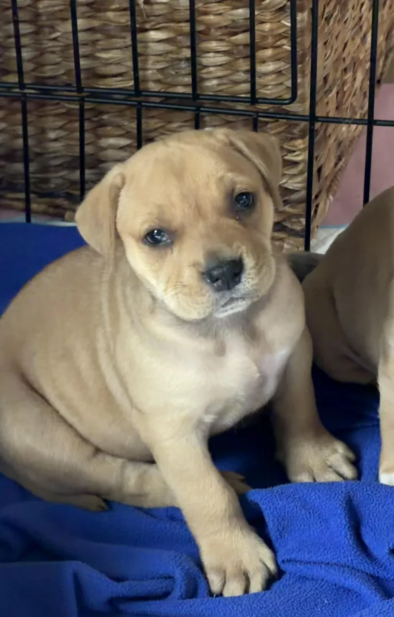 A baby medium-sized male Yellow / Tan / Blond / Fawn Bulldog dog named Heinz Ketchup for adoption in Grafton, OH