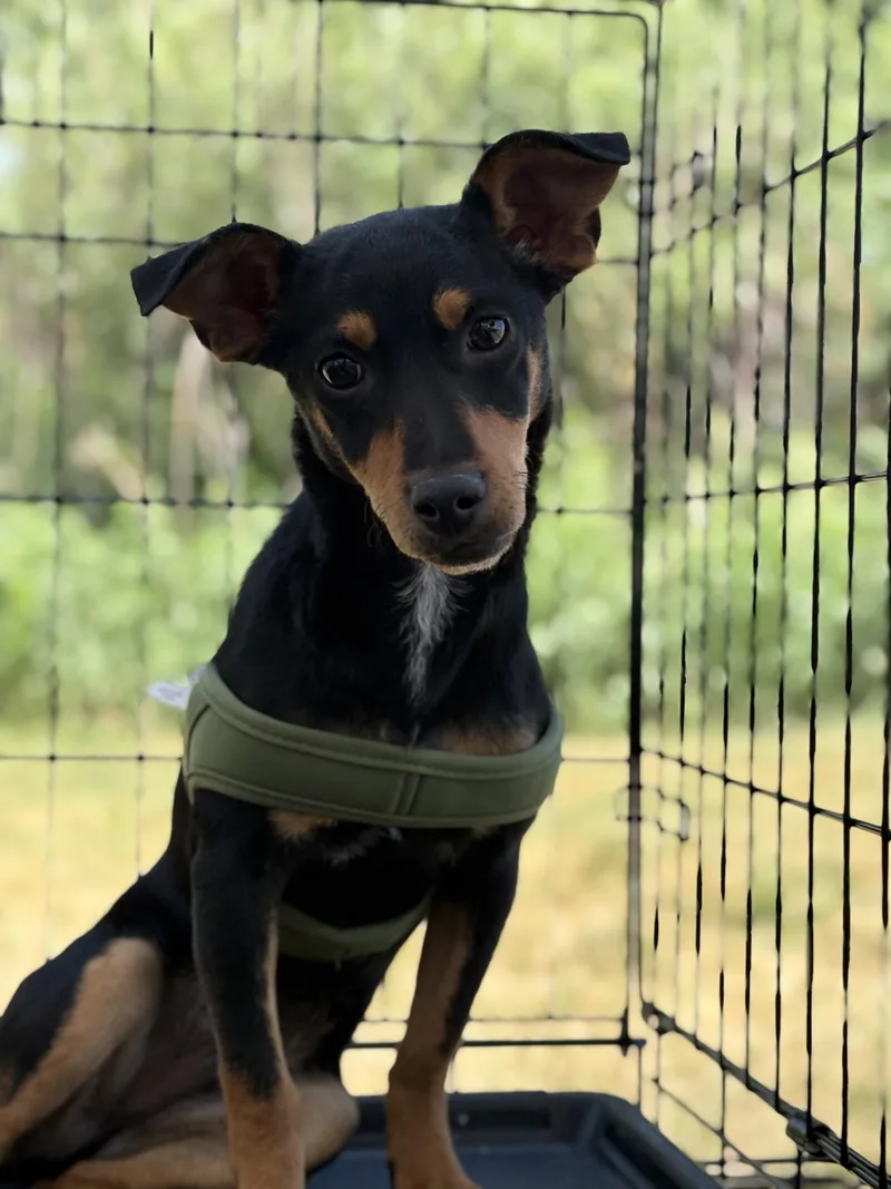 A young small-sized male Chihuahua dog named Tiblings for adoption in Zimmerman, MN