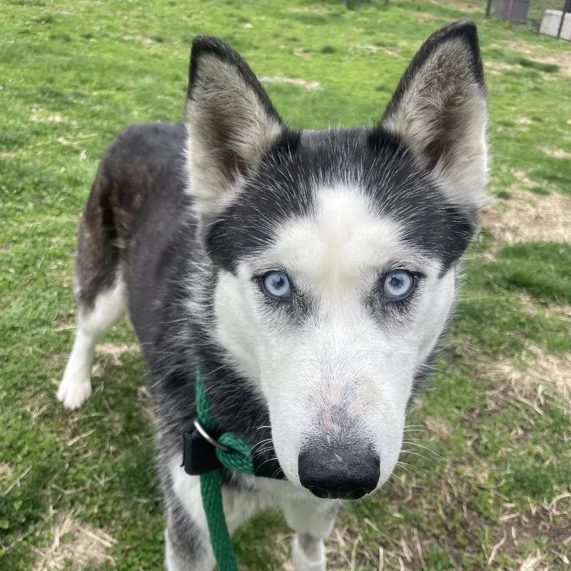 An adult large-sized female Black Husky dog named Tile for adoption in Philadelphia, PA