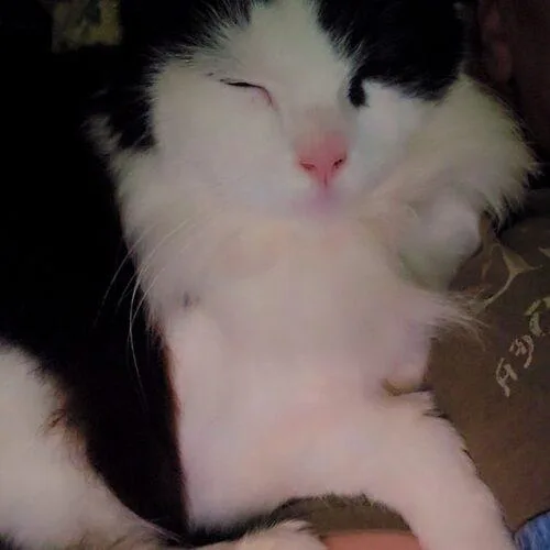 An adult medium-sized female Ragdoll cat named Cowgirl for adoption in Tampa, FL