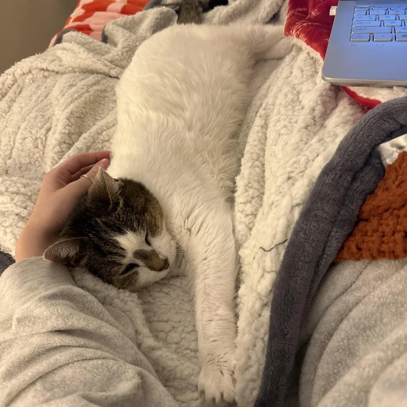 A senior medium-sized female White Domestic Short Hair cat named Irene for adoption in Roanoke, VA