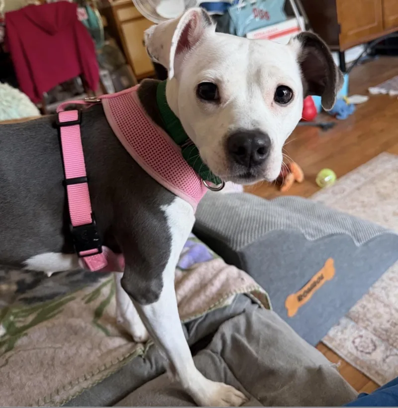 A young small-sized female White / Cream Pit Bull Terrier dog named Padme for adoption in Cary, NC