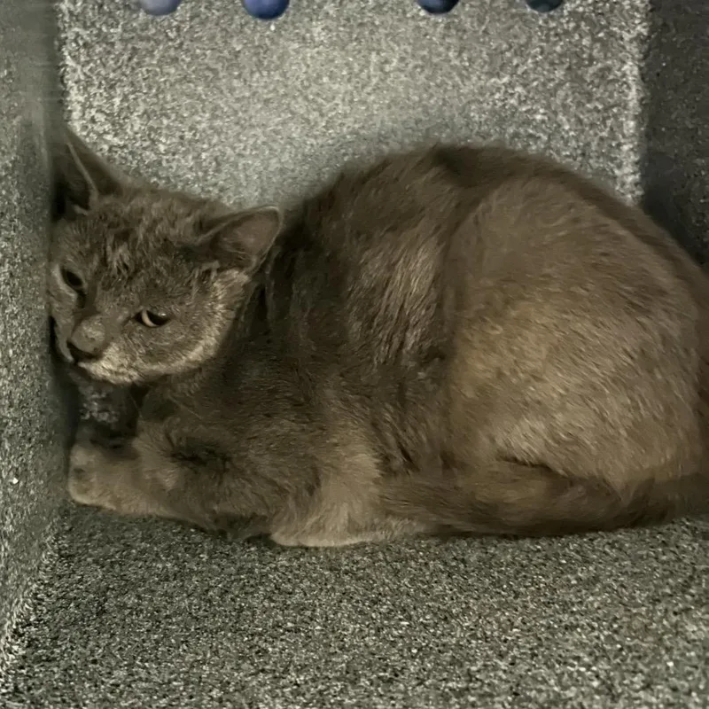An adult medium-sized female Gray / Blue / Silver Domestic Short Hair cat named Woozle for adoption in Charlottesville, VA
