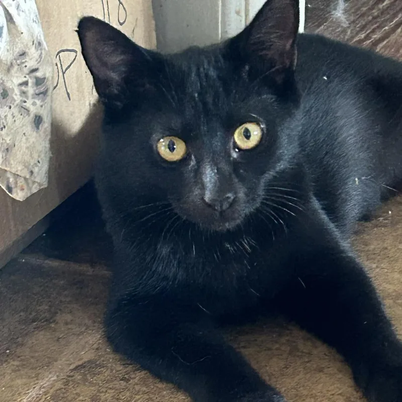 A baby small-sized female Domestic Short Hair cat named Calypso for adoption in Charlottesville, VA