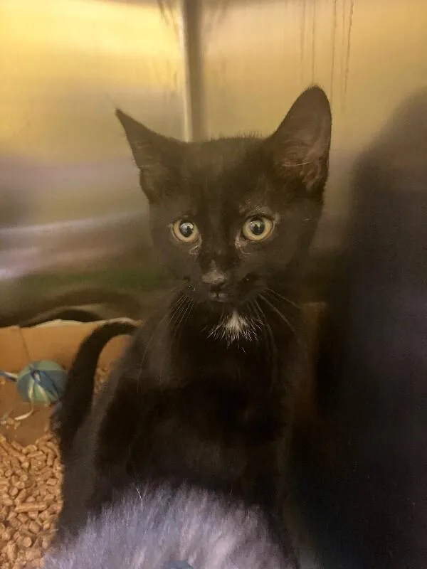 A young medium-sized female Black Domestic Short Hair cat named Katy Purry for adoption in Jackson, TN