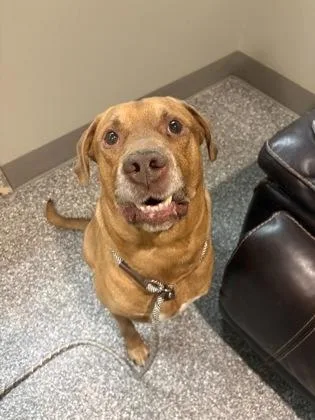 An adult large-sized male Labrador Retriever dog named Dakota for adoption in Redmond, OR