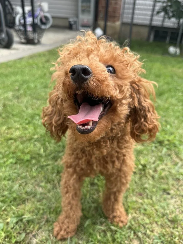 Louie