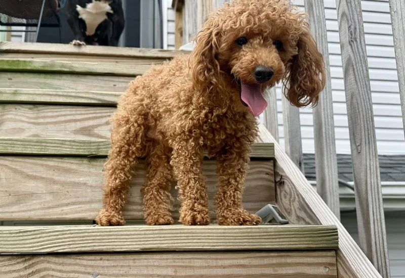 Louie thumbnail 3