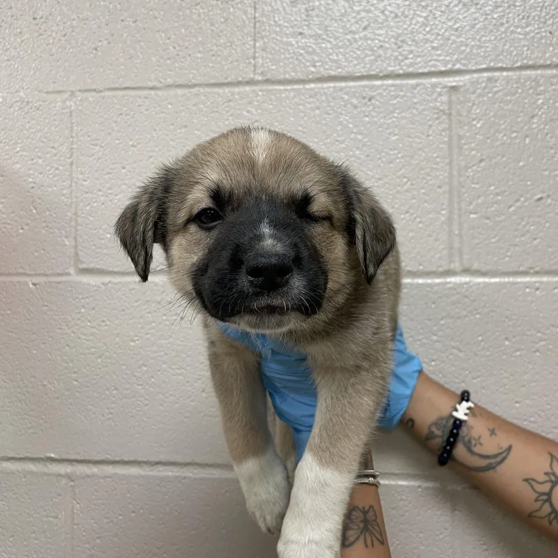 A baby small-sized male Brown / Chocolate Great Pyrenees dog named Peter Parker for adoption in Birmingham, AL