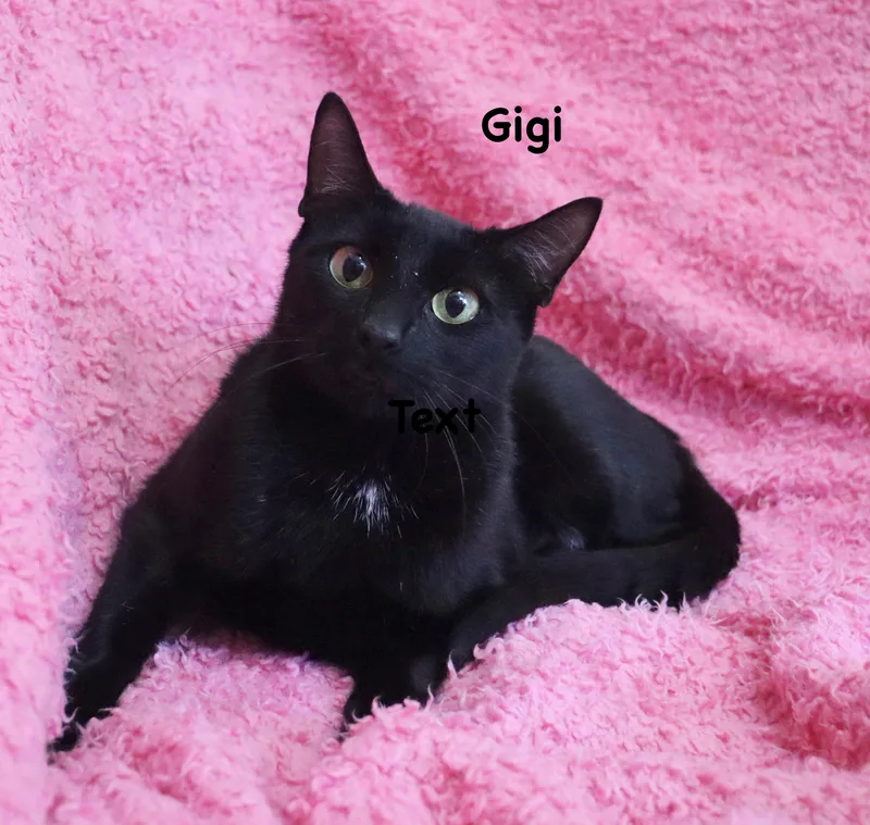 Gigi thumbnail 2