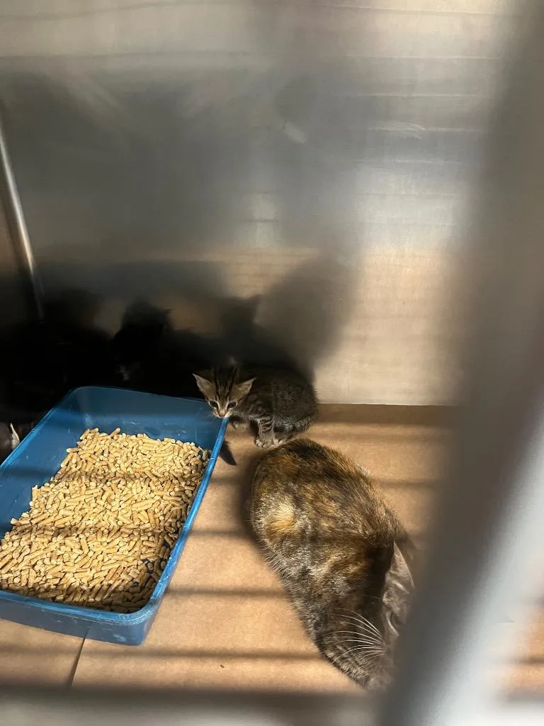 A baby small-sized male Domestic Short Hair cat named Sleet for adoption in Cartersville , GA
