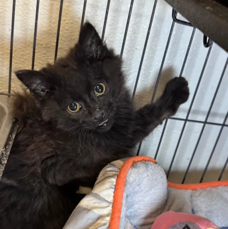 A baby medium-sized female Domestic Long Hair cat named Pammie for adoption in Saginaw, MI