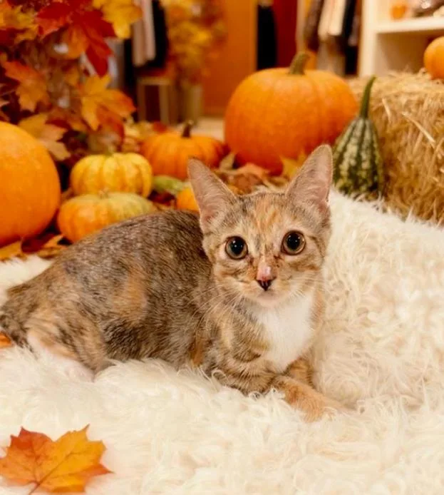 A baby small-sized female Domestic Short Hair cat named Wednesday for adoption in Tehachapi, CA