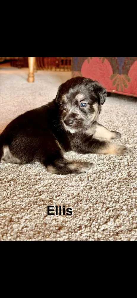 A baby small-sized male Goldendoodle dog named Ellis for adoption in Marietta, GA