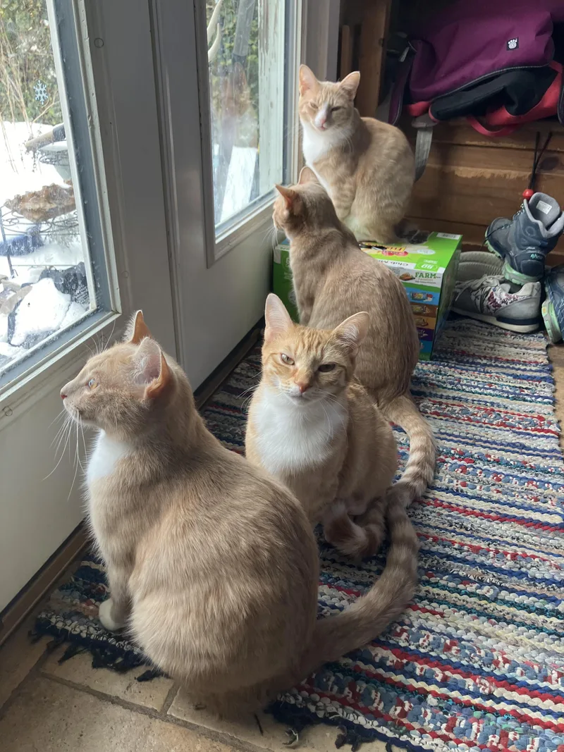 Magby & Victini thumbnail 2