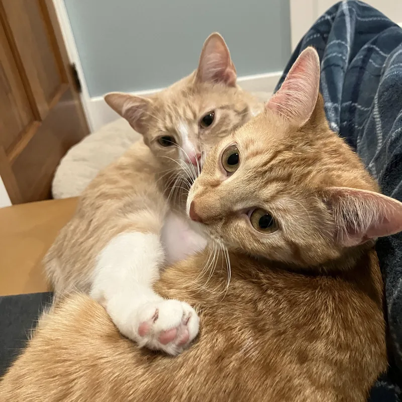A baby medium-sized female Tabby (Orange / Red) Domestic Short Hair cat named Magby & Victini for adoption in Beltsville, MD