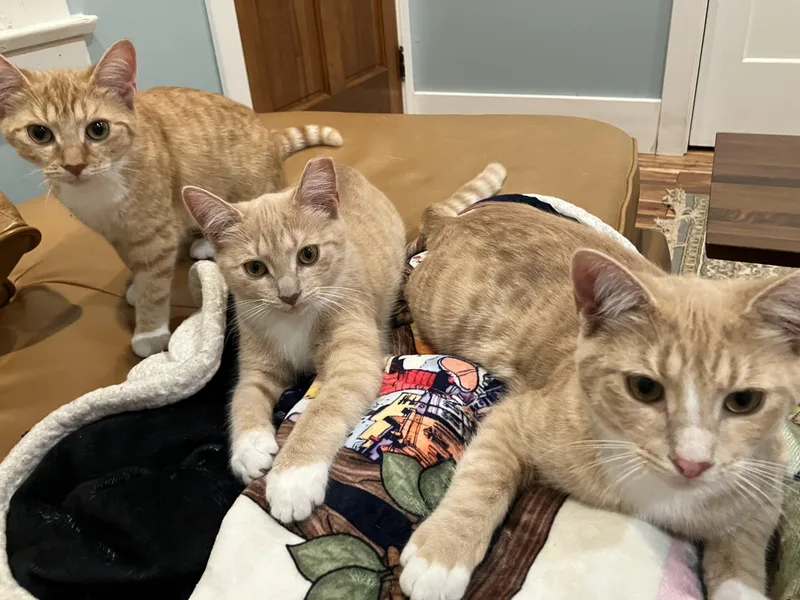 Magby & Victini thumbnail 3